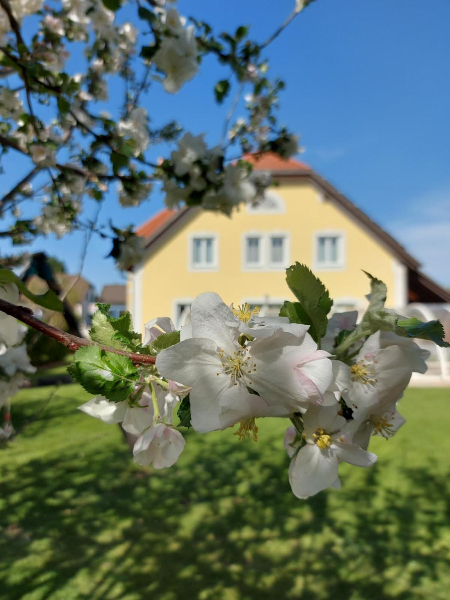 Hotel Gaestehaus Familie Trachsler Rohrendorf bei Krems Esterno foto