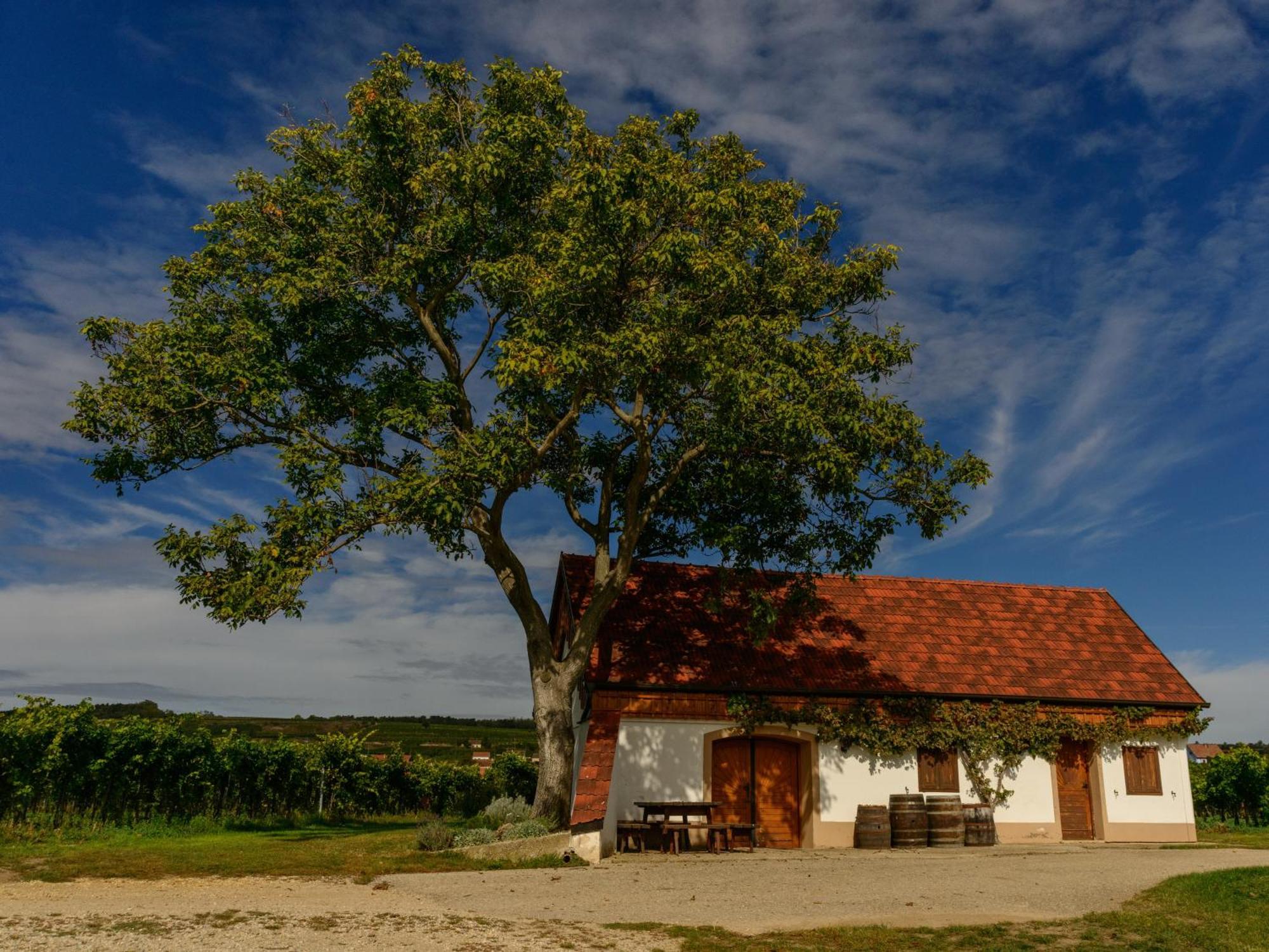 Hotel Gaestehaus Familie Trachsler Rohrendorf bei Krems Esterno foto