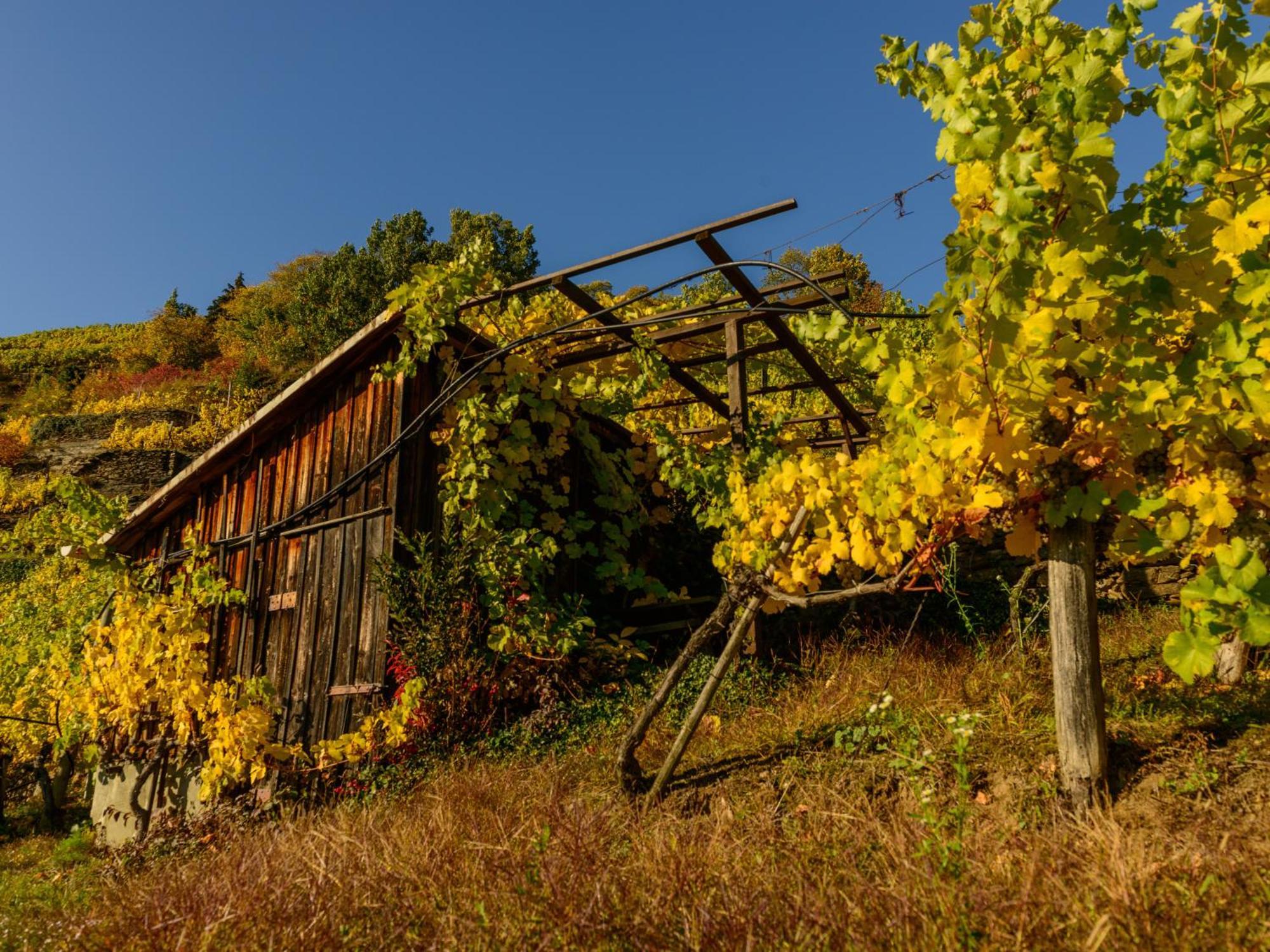 Hotel Gaestehaus Familie Trachsler Rohrendorf bei Krems Esterno foto